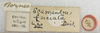 Other: !! display not done !! on Scamandra fasciata Distant, 1906: (Observation).