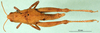 CollectionObject 1502637; 8233817a-52f1-440b-819d-b1aa31dcf777: female, dorsal view (syntype). (CollectionObject).