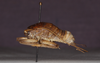 CollectionObject 1575865; 68981e2a-e880-42fa-95d3-c33f37f2f6c9: male, lateral view (holotype). (CollectionObject).
