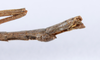 CollectionObject 1559336; 74dd9b6c-5bbe-4fe2-b63e-5c41c2e671a8: copyright ANSP. male: end of abdomen, lateral view (holotype). (CollectionObject).