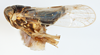 Habitus, lateral view on Delphacodes saxicola Muir, 1926: (Observation).