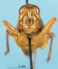 CollectionObject 1537601; 1afbfb42-0936-4efb-8aa2-369c145fc77a: female, frontal view (paratype). (CollectionObject).