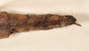 CollectionObject 1558284; 9fc7ed33-3550-471f-8e14-9c3838d7ce4c: copyright OUMNH. female: end of abdomen, dorsal view (syntype). (CollectionObject).;CollectionObject 1558285; ad47c116-5c57-4e7d-af86-1e2d66166cd2: copyright OUMNH. female: end of abdomen, dorsal view (syntype). (CollectionObject).