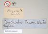 CollectionObject 1559502; NHMUK(SF IMPORT DUPLICATE) 844643, a6b8ea8a-81d5-4154-8cf0-2d6203f20fdb: copyright Natural History Museum, London. male, data labels (holotype). (CollectionObject).