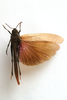 CollectionObject 1528834; d9c1e09e-77e3-405b-bbbe-c4003584cb89: male, dorsal view (lectotype of Bryodema gebleri var. mongolica). (CollectionObject).