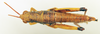 CollectionObject 1518356; 08aac58d-d7a7-4891-bc84-e336a2587bd2: female, dorsal view (holotype). (CollectionObject).