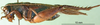 CollectionObject 1501918; c786b38c-ab7a-4011-a0e3-78b242ef43f4: male, lateral view. (CollectionObject).
