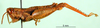 CollectionObject 1569267; a33551a5-a498-4201-a0f8-cee708c821a5: male, lateral view (paratype of Microcatantops brachypterus). (CollectionObject).