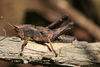 Ixalidium haematoscelis Gerstaecker, 1869: male (Taita Hills, Vuria forest, 1950 m). (Otu).