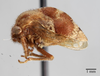 Habitus, lateral view: !! display not done !! on Xantholobus inflatus (Van Duzee, 1908): (Observation).