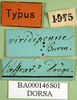 CollectionObject 1501623; b7539310-2063-40eb-9a79-7bd879bef8b2, DORSA BA000146S01: labels (holotype). (CollectionObject).
