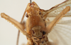 CollectionObject 1534586; 2892368b-cd27-40f1-9f89-7840d96ed5df: female face (syntype). (CollectionObject).