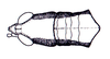 Phaeoparia aequatorialis (Giglio-Tos, 1898): Fig. 46B. male head and prothorax, dorsal view. (Otu).