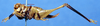 CollectionObject 1516934; 286cd16d-1263-493f-89f3-f5fb86f6a2f7: female, lateral view (holotype of Mortoniellus chopardi). (CollectionObject).