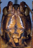 CollectionObject 1531882; 569d6525-cd12-4324-974b-34affafda9b1: female head, frontal view (holotype). (CollectionObject).