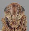 Head on Athysanella (Amphipyga) macleani Blocker & Wesley, 1985: Head. (Observation).