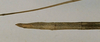 CollectionObject 1559653; 0a01146c-eea6-439a-80ed-fd71f2c389c6: copyright NHRS, Stockholm. female: end of abdomen, dorsal view of synonym Hyrtacus nigrogranulosus (syntype). (CollectionObject).