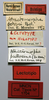 CollectionObject 1535522; 8e7ad780-d871-4be8-bac8-c2e17c7cef35: labels (lectotype of Atractomorpha dohrni). (CollectionObject).