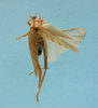 Aphonomorphus (Aphonomorphus) parvus Piza, 1968: female, body dorsal view (syntype). (Otu).