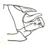 Fijipyrgus gracilis Kevan, 1966: Fig. 2 E. male terminalia, lateral view. (Otu).