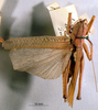 CollectionObject 1516158; cc852a97-aca2-43fc-885d-37e18257bca5: female, dorsal view (holotype). (CollectionObject).