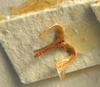 CollectionObject 1517261; dd9501f5-0070-4ee2-8f8c-f0bdda5e1a52: titillators (holotype). (CollectionObject).