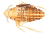 Habitus, dorsal view: !! display not done !! on Delphacodes recurvatus Beamer, 1948: (Observation).