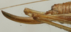 CollectionObject 1535989; e92040d2-a98a-4af3-987b-1db2bbec6b06: female ovipositor (allotype). (CollectionObject).