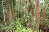 CollectionObject 1479583; aeedc12a-2e51-4bff-9272-ee2911618a48, cbt056s07: close to collection site of specimen cbt056s07. habitat (~1500 m, cordillera ridge in Río Zamora valley). (CollectionObject).