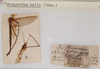 CollectionObject 1559984; b038bffd-060c-4102-a8e9-78f382141b50: copyright SAM, Adelaide. male of Necroscia bella (holotype). (CollectionObject).