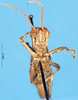 CollectionObject 1581356; e3a7950a-d723-40bf-a475-812891e9b0b0: male, frontal view (paratype). (CollectionObject).