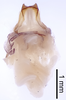 CollectionObject 1522780; 6476deb1-71a6-4548-860d-ad3c2fbcc6de: Male genitalia, dorsal view (holotype). (CollectionObject).