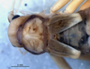 CollectionObject 1527846; 4a10535b-bff4-48e6-94c8-dc4341dfea08: male, head and thorax, dorsal view (holotype). (CollectionObject).