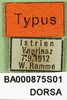CollectionObject 1501310; 30703f03-b6fa-4b74-a97f-f931a473c655, DORSA BA000875S01: labels (holotype). (CollectionObject).