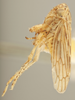 Habitus, lateral view on Ceratagallia vastitatis (Oman, 1933): Lateral. (Observation).