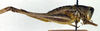 CollectionObject 1575833; 115a0996-7883-430e-b232-0aac33599d35: female, lateral view (paratype). (CollectionObject).