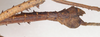 CollectionObject 1557124; bd009287-fdde-49c0-ac43-906b5fea7f5f: copyright St. Petersburg. Obrimus asperrimus male: end of abdomen, lateral view (syntype). (CollectionObject).;CollectionObject 1557125; 58a4cce3-af5c-4c59-bcba-c0a350b1f359: copyright St. Petersburg. Obrimus asperrimus male: end of abdomen, lateral view (syntype). (CollectionObject).