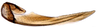 Ovipositor on Anoterostemma ivanoffi (Lethierry, 1876): Anoterostemma ivanhoffi, 2nd valvula (INHS). (Observation).
