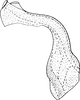 Aedeagus, ventral view on Ebarrius cognatus (Fieber, 1869): Aedeagus, ventral view. (Observation).