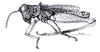 Demochares cristulatus (Stål, 1878): Fig. 90. Male, habitus. (Otu).