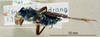 CollectionObject 1536191; NMBA 3225325, 1e985ccd-af08-424e-a045-fdfa35010ded: male, dorsal view (Loxoblemmus nigriceps). (CollectionObject).
