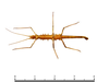 CollectionObject 1580333; 5f1079c1-c9d8-4584-a814-8939fbce4833: copyright Sheyla Yong. male, ventral view (holotype). (CollectionObject).