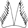Subgenital plate: !! display not done !! on Cofana karachiensis Ara & Ahmed, 1988: Subgenital plates. (Observation).
