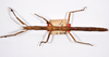 CollectionObject 1559464; b7c94d0d-8338-4d5b-93e6-57b6c0da12d6: copyright ZMHB, Berlin. female, dorsal view of synonym Prisomera strumosus (holotype). (CollectionObject).