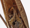 CollectionObject 1529772; 5f78f8c0-10a0-43f9-8efc-7a2f17f0829e: male cerci (holotype). (CollectionObject).
