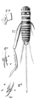 Cophogryllus delalandi Saussure, 1877: Pl.13, Fig.13(2). female, dorsal view, head and pronotum, spines on hind tibia. (Otu).