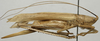 CollectionObject 1535139; fb7a47bf-4541-4976-86cd-f901409cb3f9: female, lateral view (holotype). (CollectionObject).