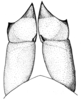 Scotussa daguerrei Liebermann, 1947: ovipositor valves, vantral view. (Otu).