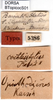 CollectionObject 1500361; 589cfdb6-3f85-4423-abca-ca28dd9e4d76: labels (syntype). (CollectionObject).