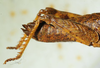 CollectionObject 1498698; e635f42f-e230-4b9e-b777-9f05fe07814c: female abdomen, lateral view. (CollectionObject).